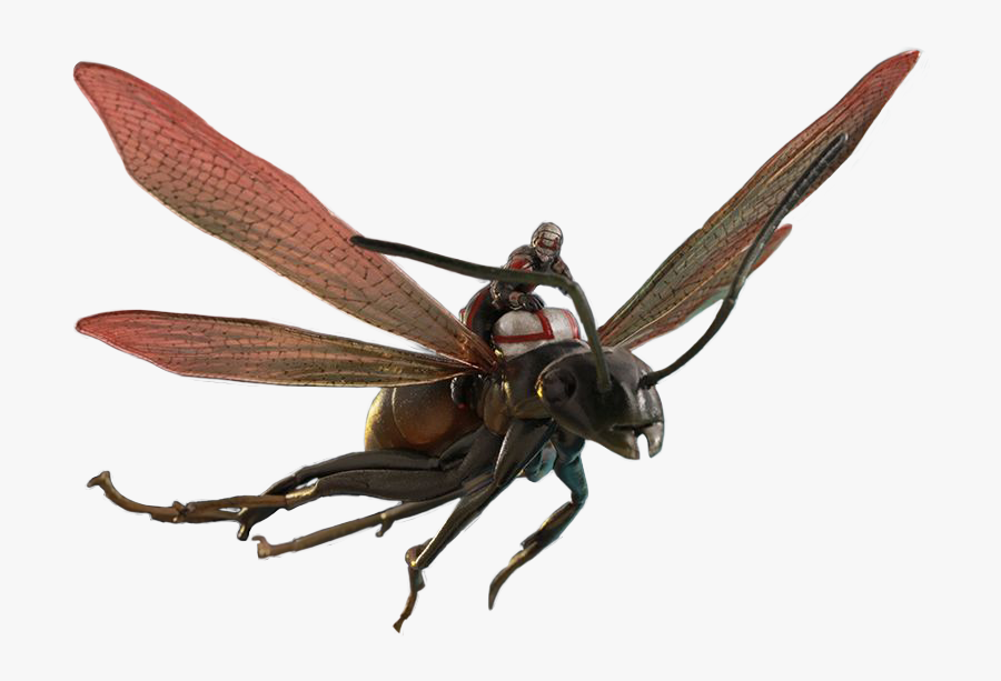Fly Clipart Ant - Ant Man On Ant Png, Transparent Clipart
