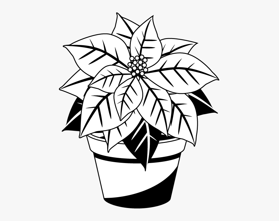 Poinsettias Clipart Outline - Poinsettia Black And White, Transparent Clipart