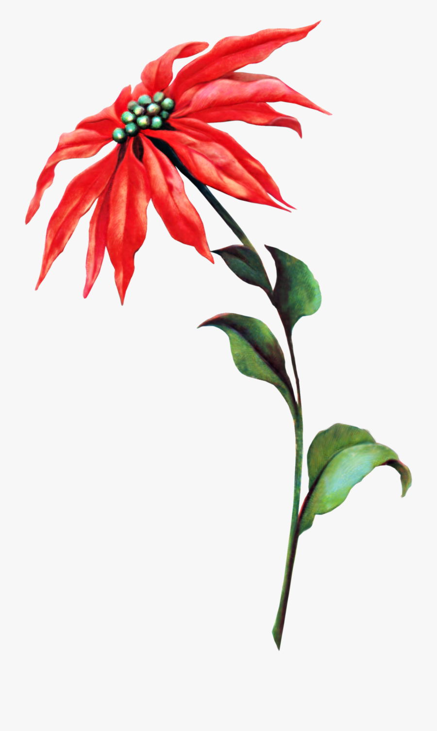 Vintage Poinsettia Graphic - Clip Art, Transparent Clipart