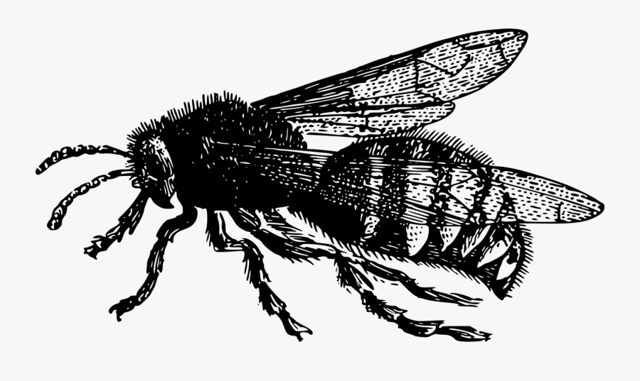 Fly,honey Bee,monochrome Photography - Vintage Png Bee, Transparent Clipart