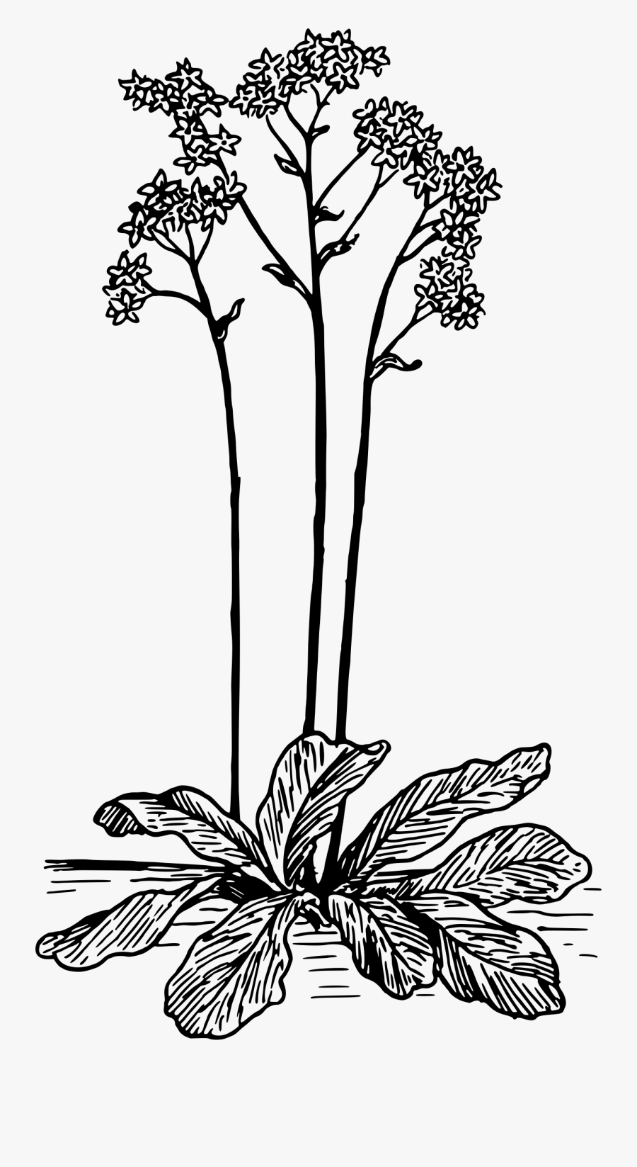 Clipart - - Silhouette, Transparent Clipart