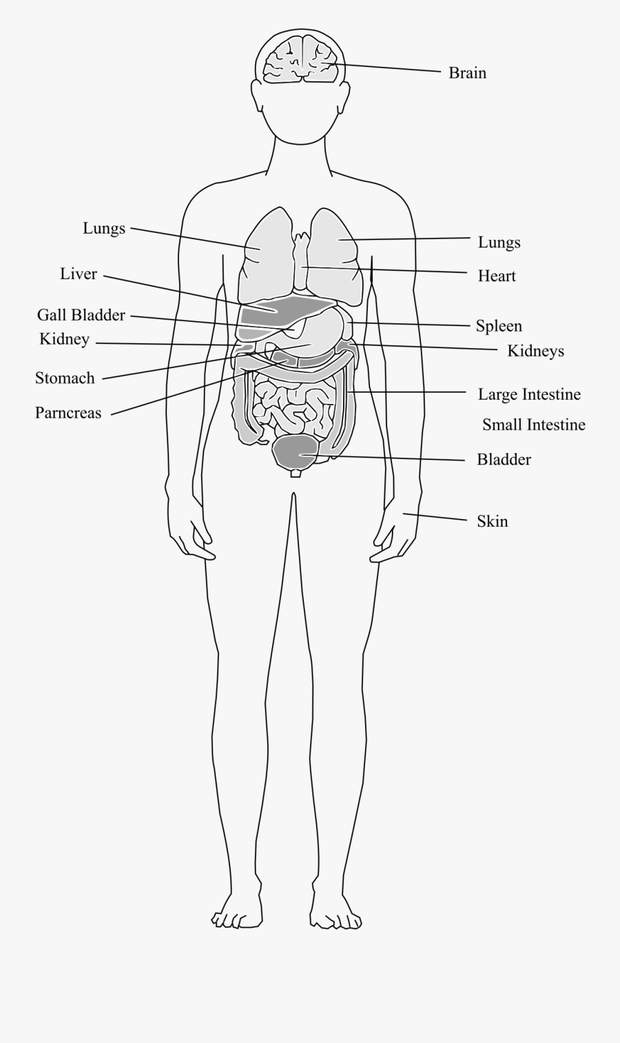 Clipart - Human Body Organs Clipart, Transparent Clipart