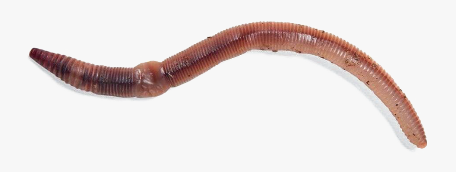 Worms Png Photos - Thick Worms, Transparent Clipart