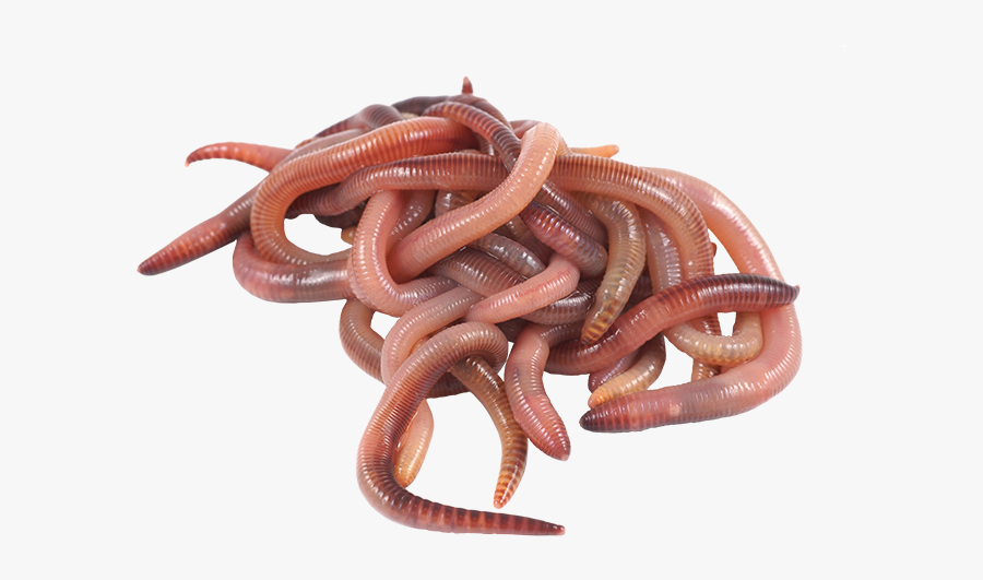 #worms #nature #pink #horror #cute #aesthetic #freetoedit - Gusanos De Tierra Png, Transparent Clipart