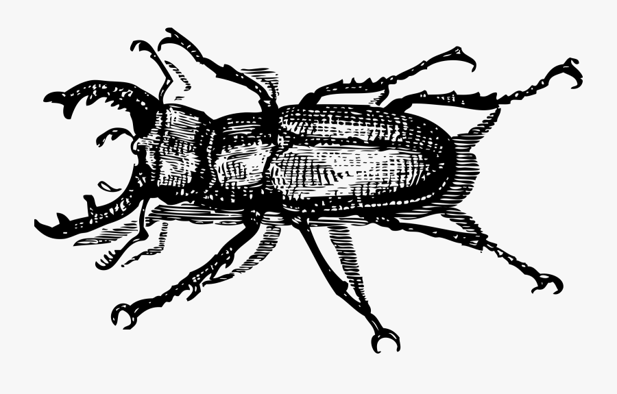 Art,monochrome Photography,weevil - Bug And Insect Black And White, Transparent Clipart