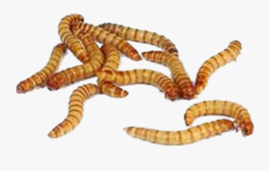 Maggot Png - Meal Worm, Transparent Clipart