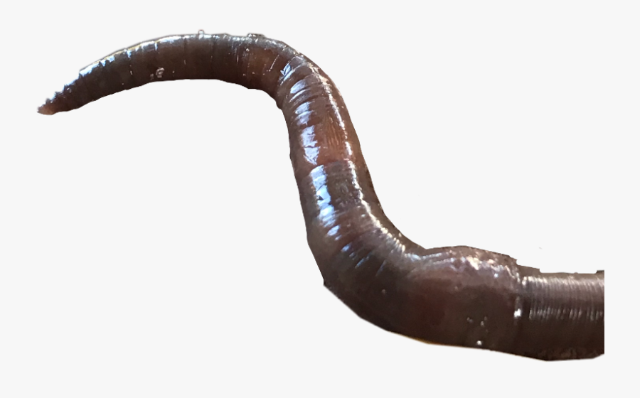 Creepy Worm Gore Freetoedit - Earthworm, Transparent Clipart