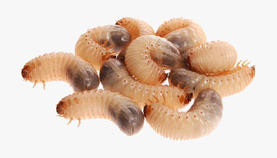 Maggot Png Images - Maggots Png, Transparent Clipart