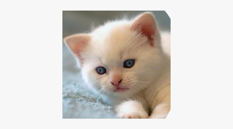 Clip Art Hello Kitten - Good Morning Message With Cat, Transparent Clipart