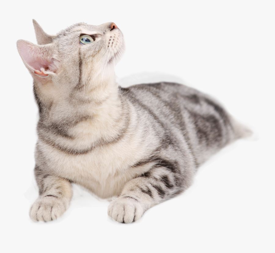 Clip Art Collection Of Free Cat - Cat Lying Down Looking Up, Transparent Clipart