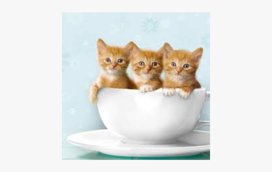 Clip Art Kitten In A Cup - Kitten, Transparent Clipart