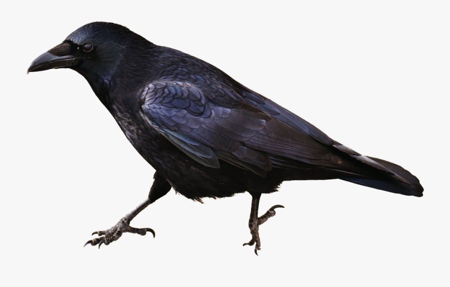 Crow Png 5, Buy Clip Art - Crow Meaning In Hindi, Transparent Clipart