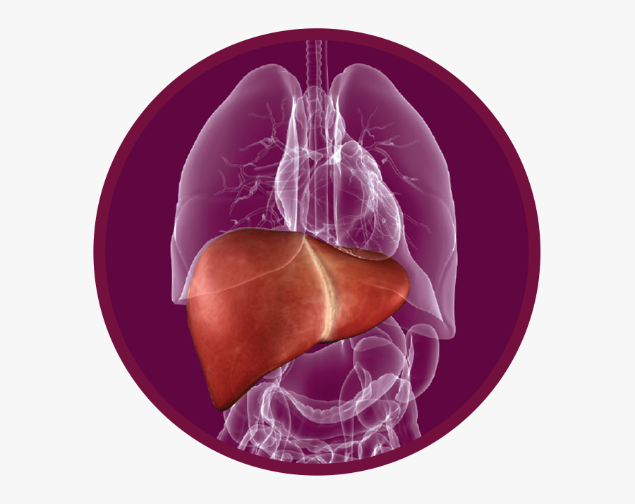 Fatty Liver Png, Transparent Clipart