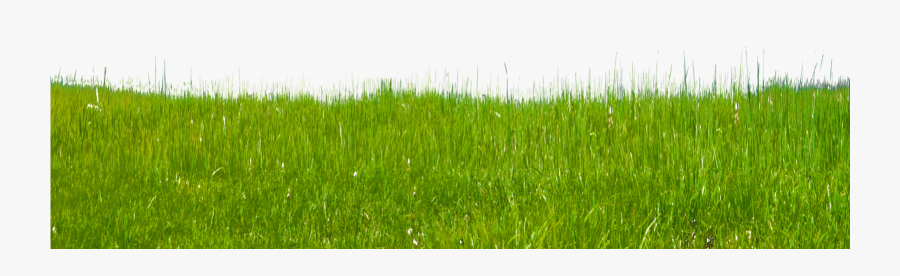 Grass Clipart Free Clip Art Images - Paddy Field, Transparent Clipart