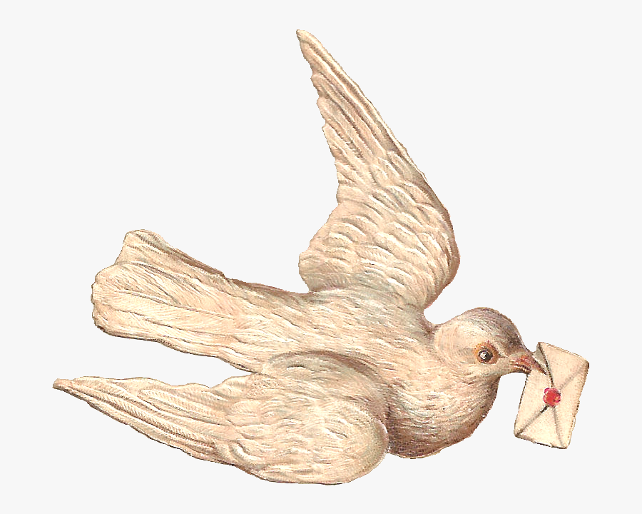 Stock White Dove Image - Bird Sending Letter Drawing, Transparent Clipart
