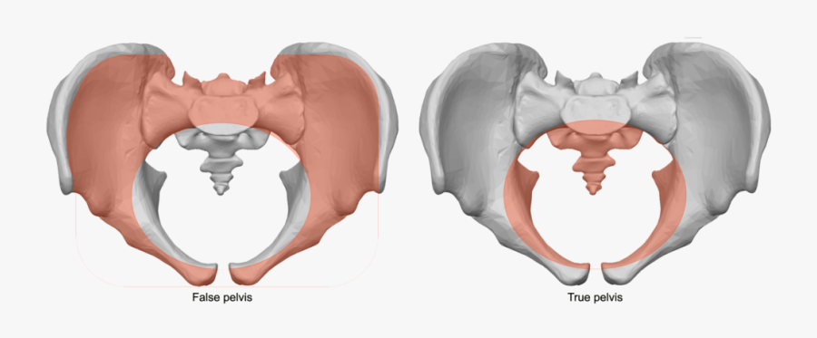 Transparent Anatomy And Physiology Clipart, Transparent Clipart