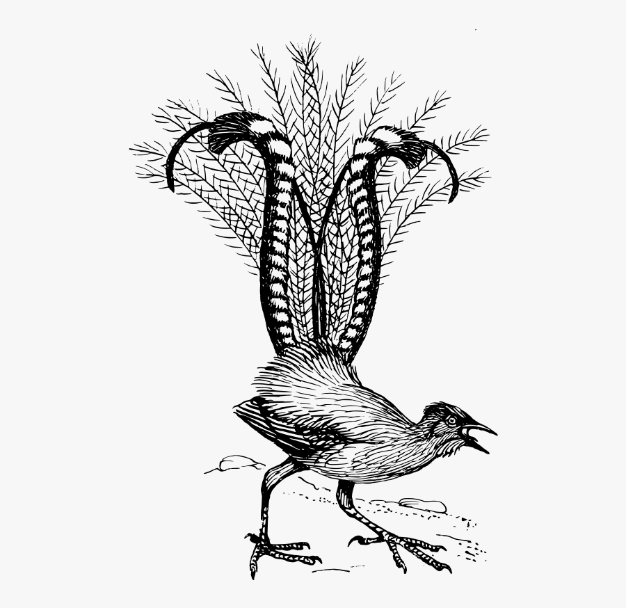 Lyre Bird - Lyrebird Clipart, Transparent Clipart