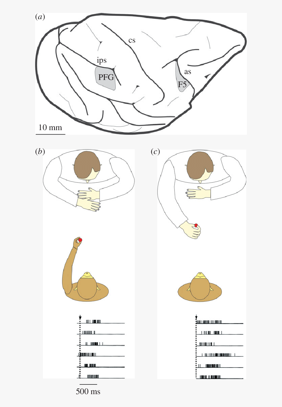 Example Of A Mn - Cartoon, Transparent Clipart