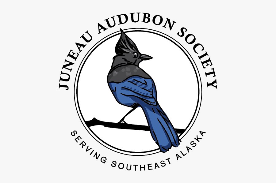 Steller S Jay, Transparent Clipart