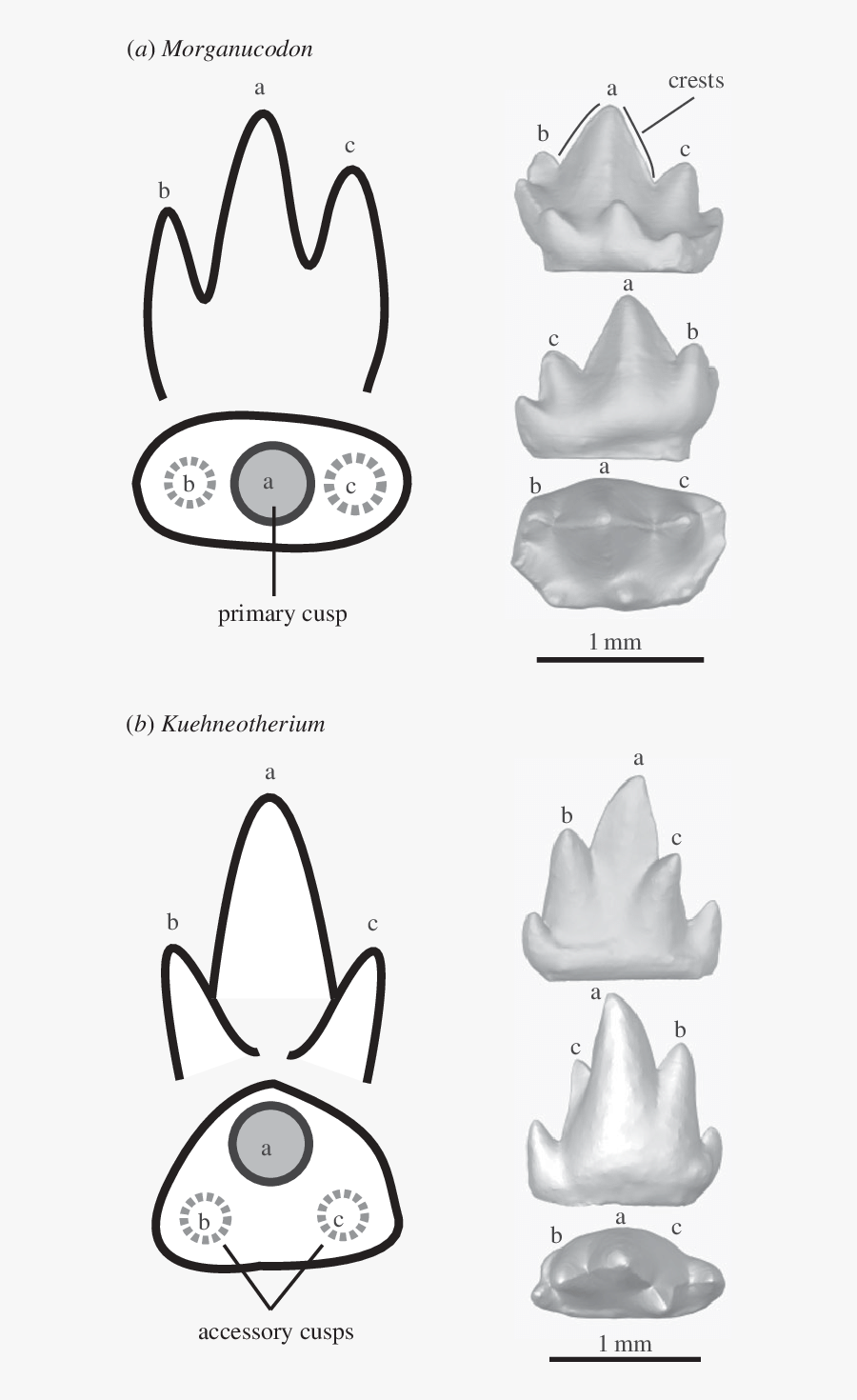 Schematic And Ct Images Of The Teeth Used In This Study - Drawing, Transparent Clipart