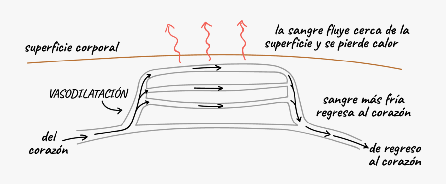 Diagram, Transparent Clipart