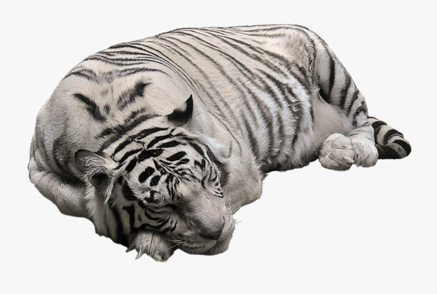 Albino Tiger Cliparts - White Tiger Transparent Background, Transparent Clipart
