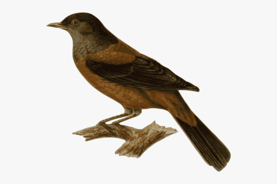 Turdus Rubrocanus Gouldi Svg Clip Arts - Imagenes Del Zorzal En Caricatura, Transparent Clipart