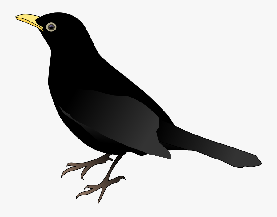 Blackbird - Black Bird Coloring Pages, Transparent Clipart