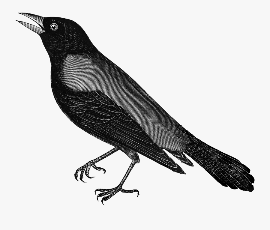 Free Vintage Clip Art, Transparent Clipart