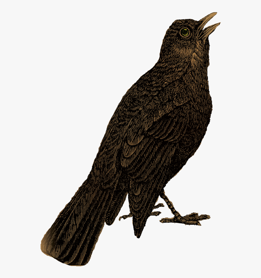 Blackbird, Transparent Clipart