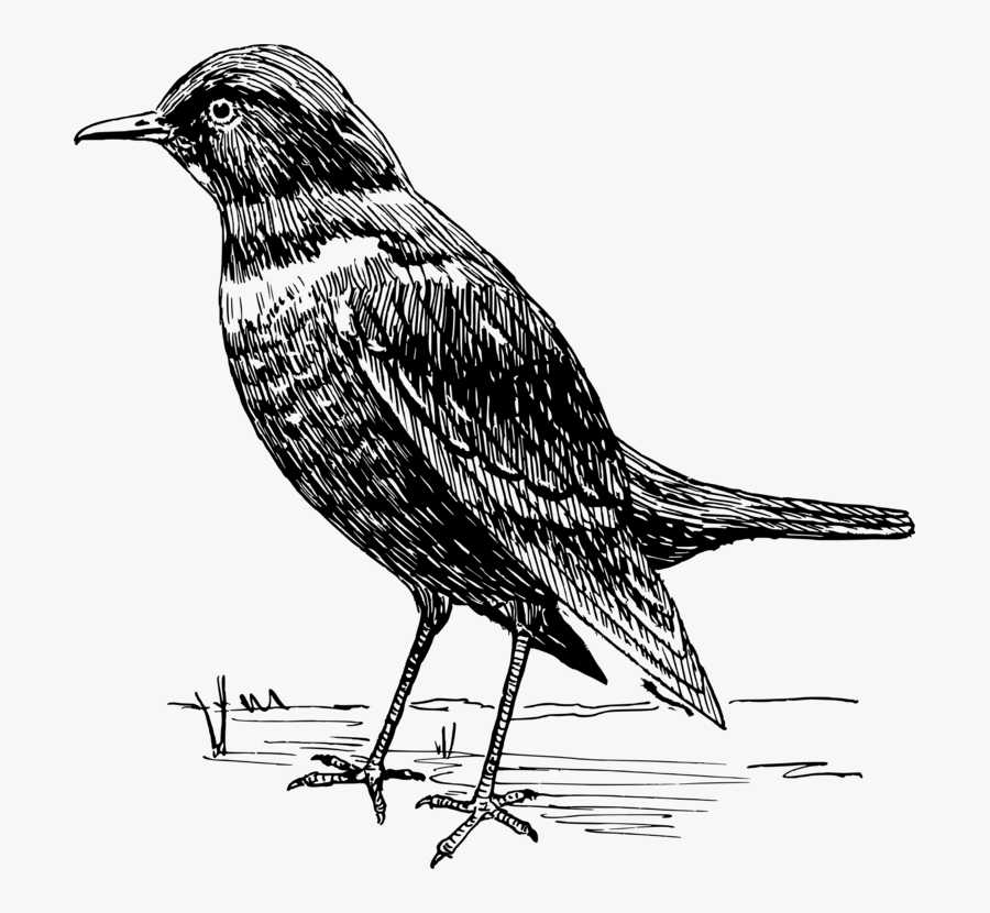 Perching Bird,wildlife,tail - Blackbird Illustration Black And White, Transparent Clipart