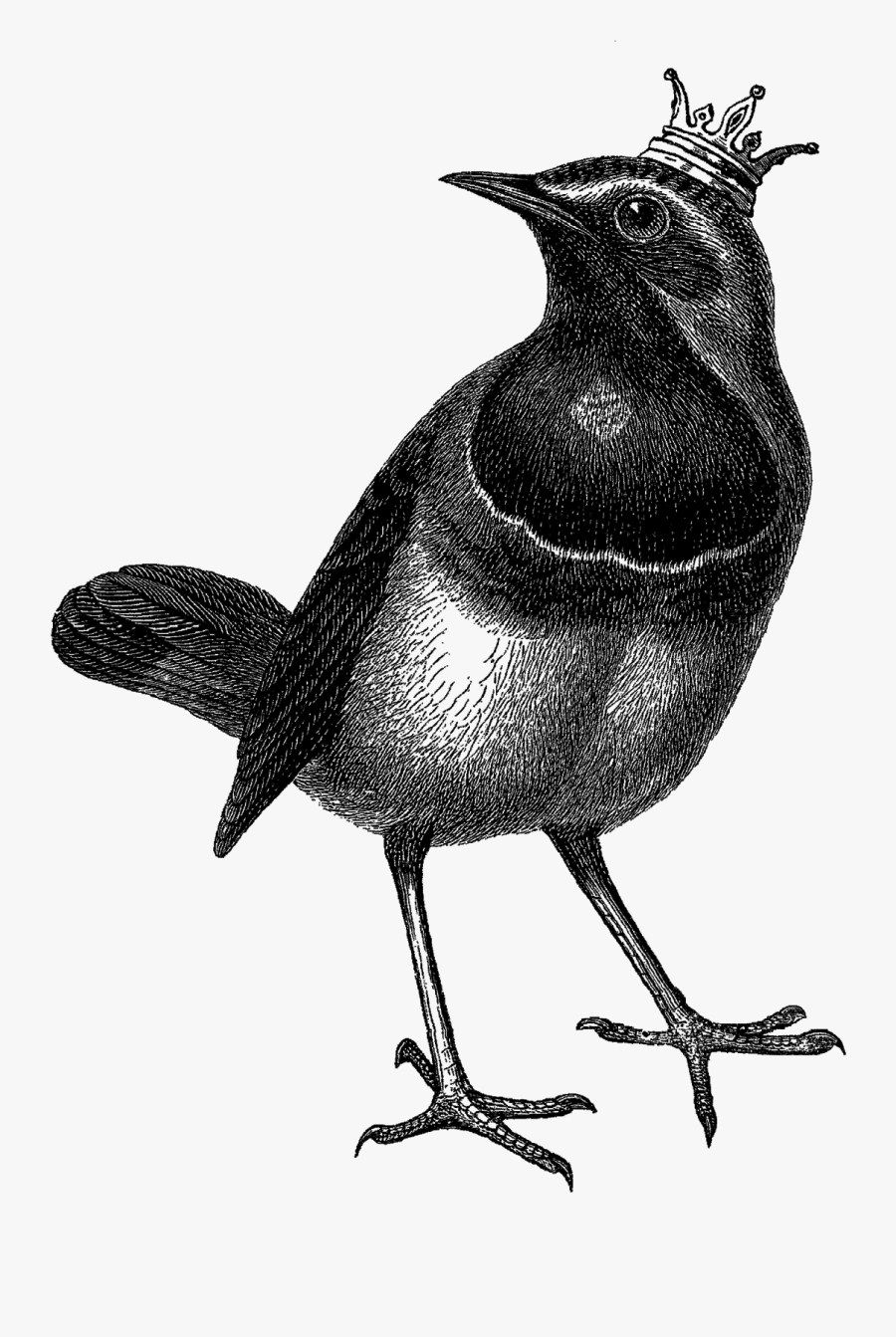 Bird With Crown, Transparent Clipart