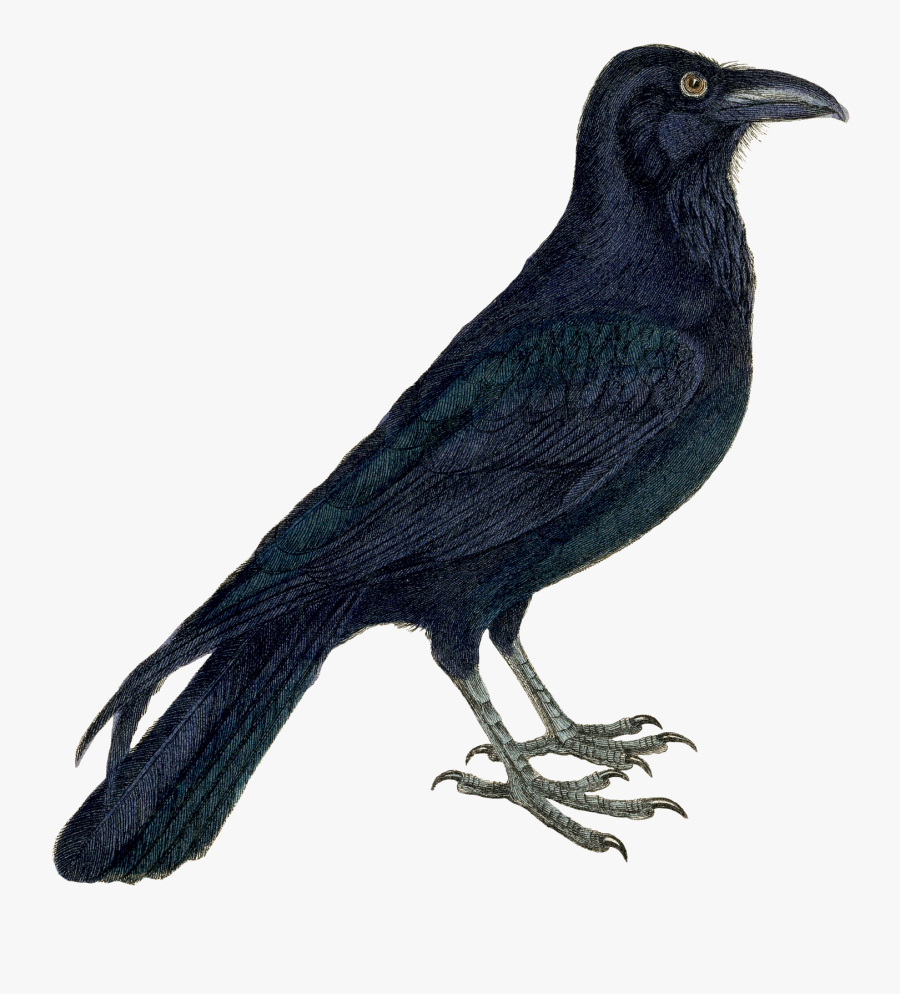 Transparent Crow Clipart Png - Crow Clipart, Transparent Clipart