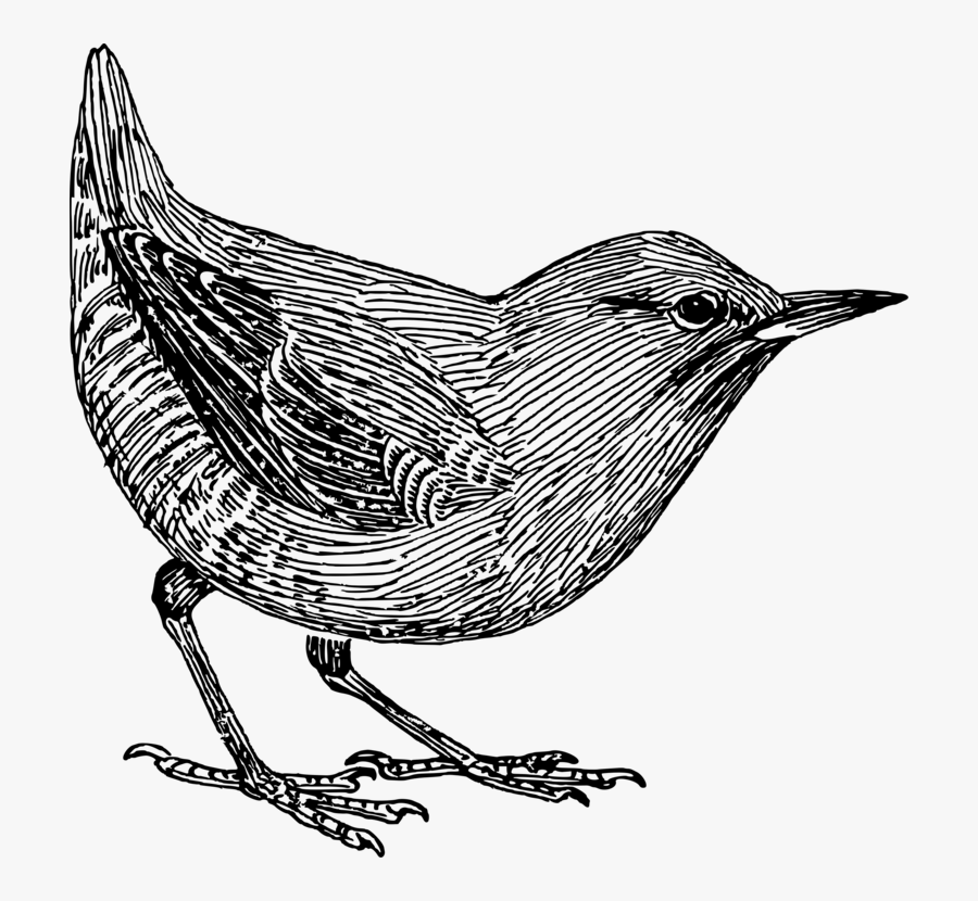 Perching Bird,coloring Book,bird - Free Clipart Images Of Blackbirds, Transparent Clipart