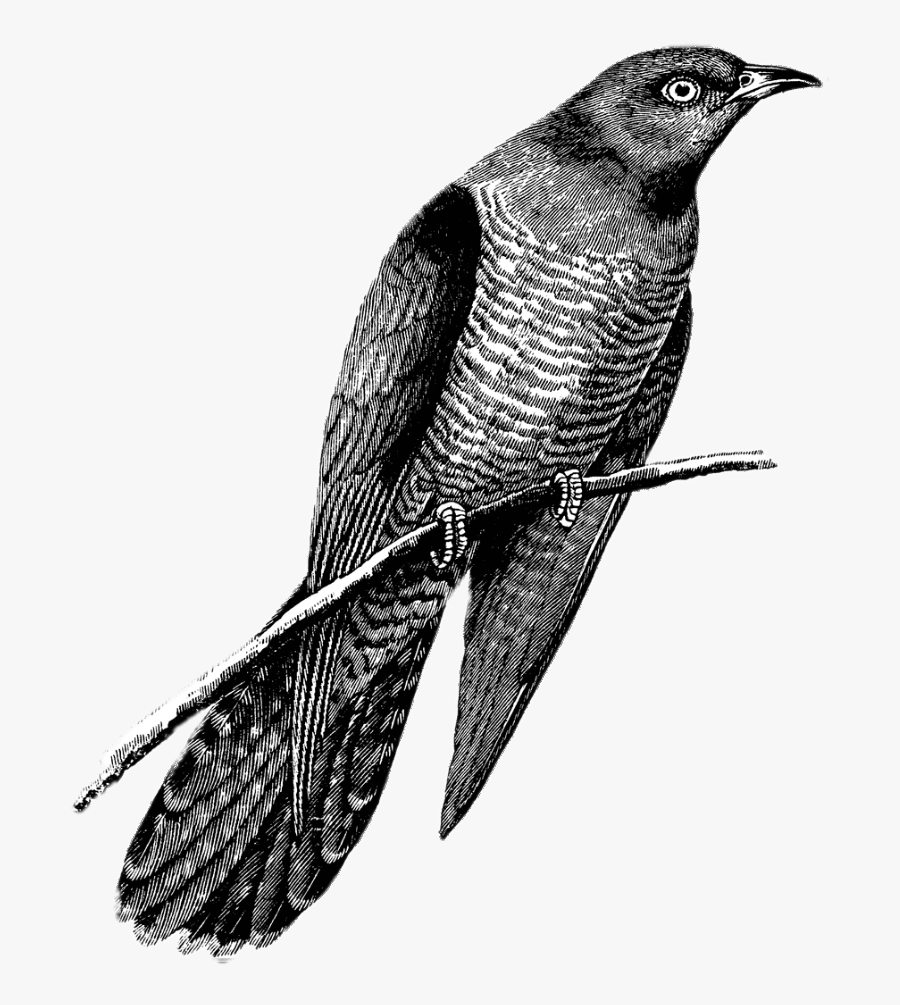 Cuckoo Drawing Black And White - Cuckoo Black And White, Transparent Clipart