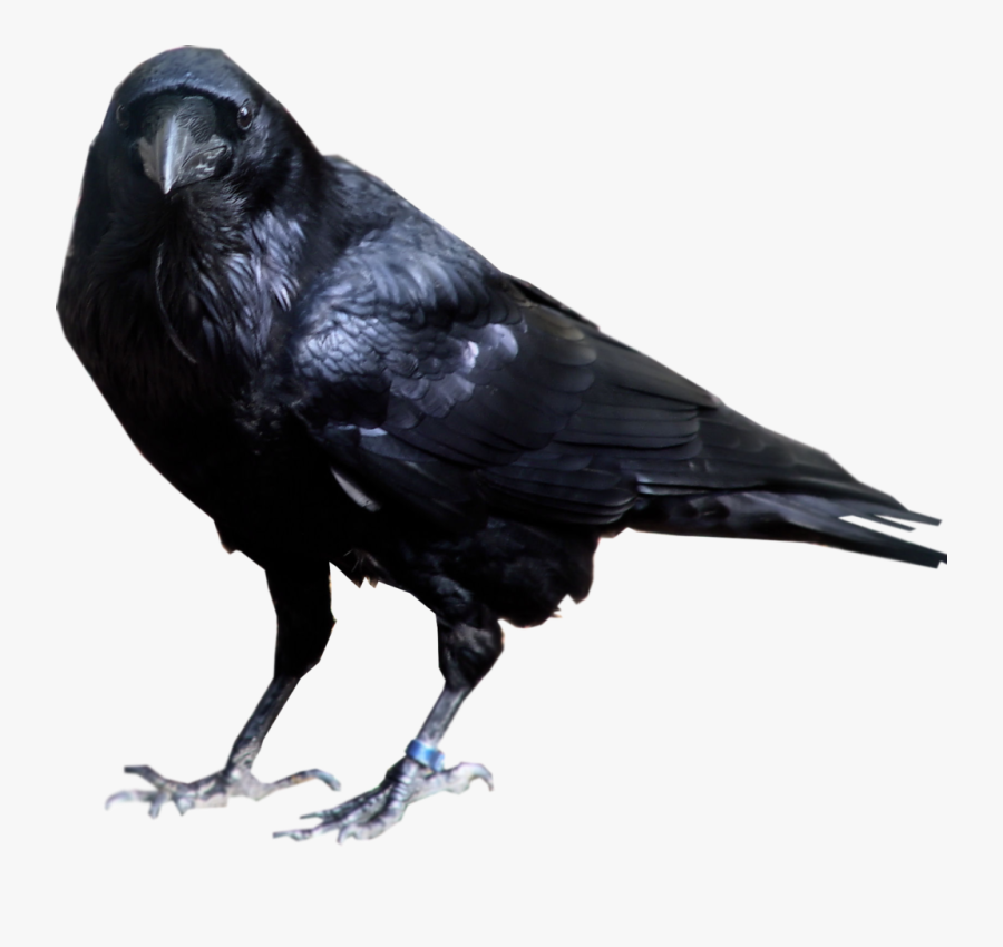 Crow,american Crow,new Caledonian Crow,beak,crow-like - Crow Transparent Background, Transparent Clipart
