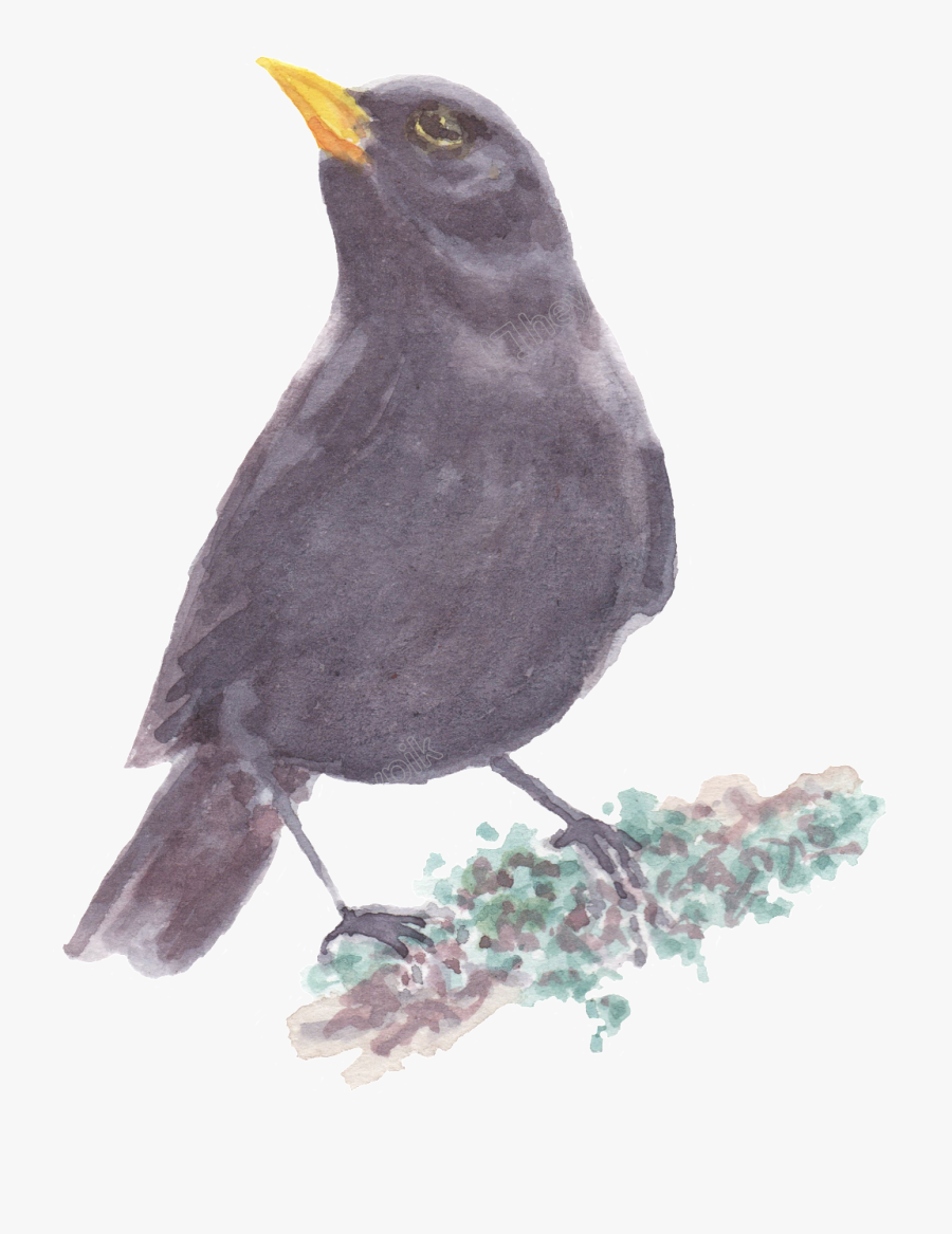 Pie Watercolor Png - Blackbird, Transparent Clipart