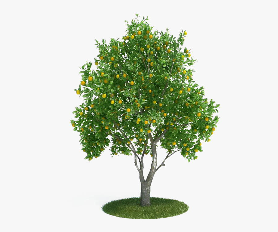 Citrus × Sinensis Tangerine 3d Modeling 3d Computer - Laranjeira Png, Transparent Clipart