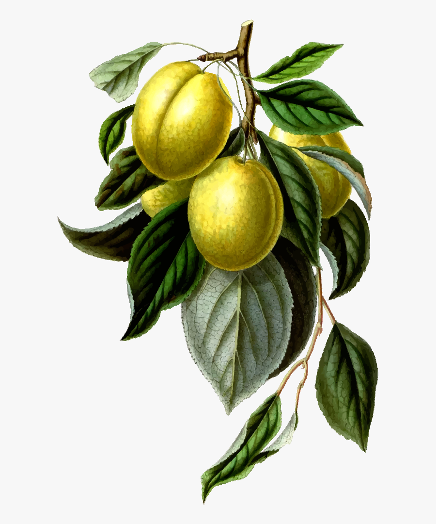 Bitter Orange,plant,lemon - Portable Network Graphics, Transparent Clipart