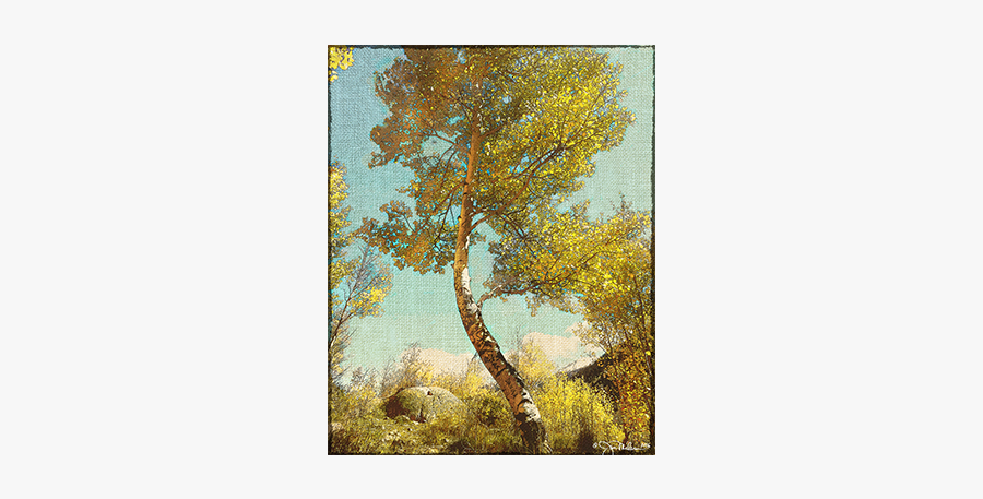 Forest Fire Clipart, Transparent Clipart