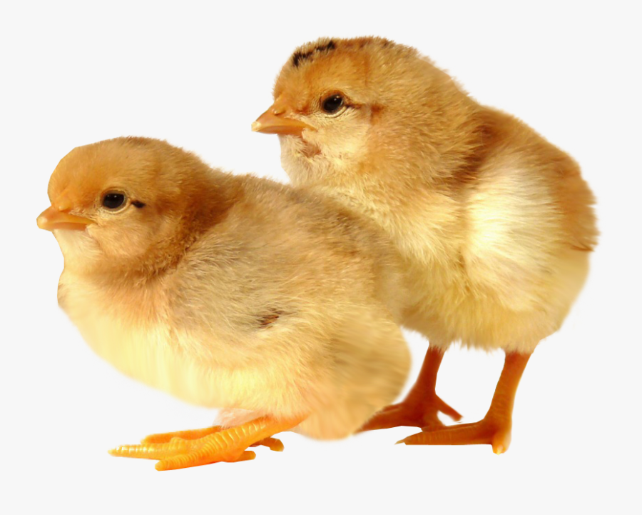 Clip Art Images Of Baby Chicks - Baby Chick Transparent Background, Transparent Clipart