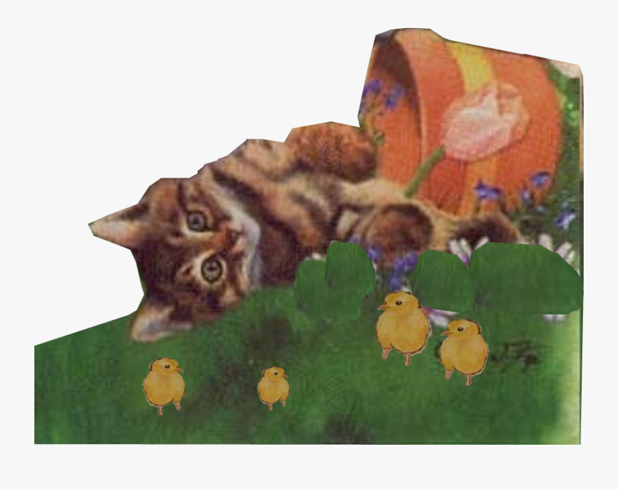 Domestic Short-haired Cat, Transparent Clipart