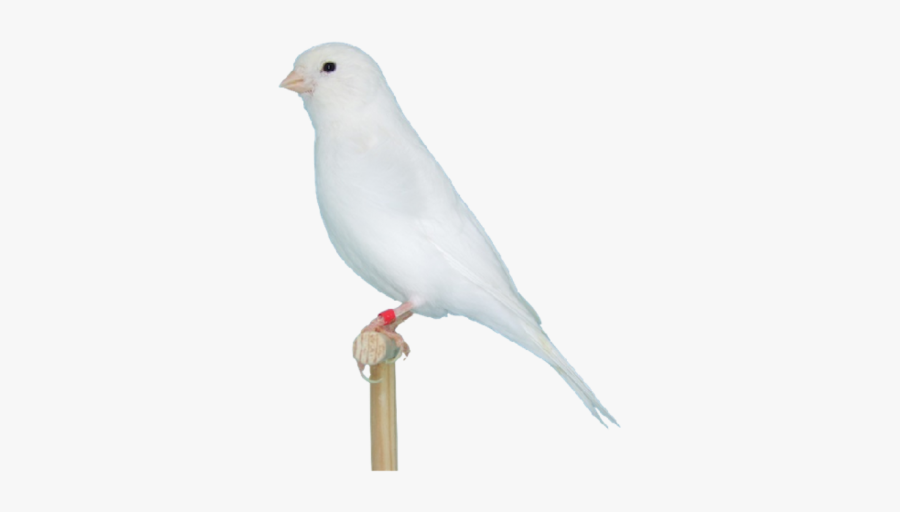 Canary Baby Bird Clipart - Pigeons And Doves, Transparent Clipart