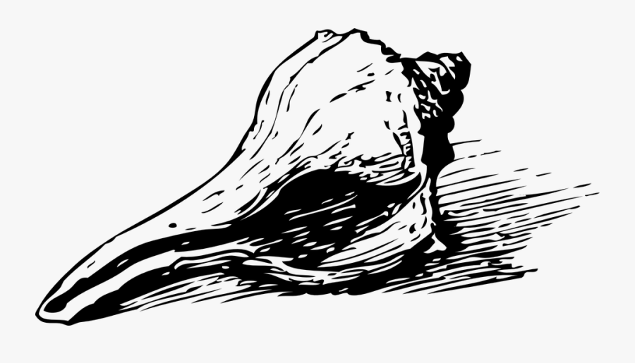 Smores Clipart Black And White - Clipart Seashell, Transparent Clipart