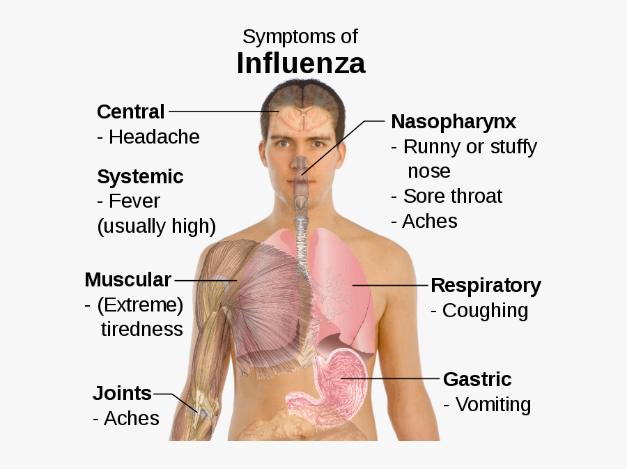 Paraphernalia Cold Flu Bronchitis - Symptoms Of Influenza, Transparent Clipart