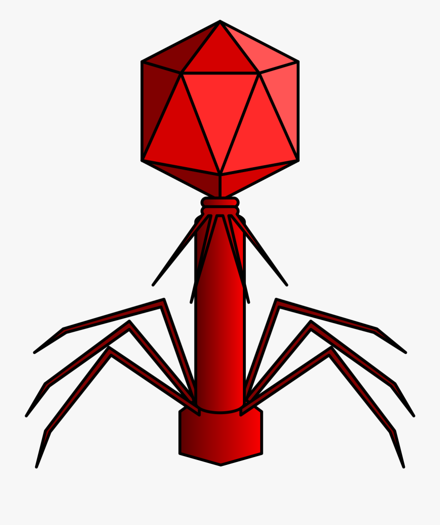 Caudovirales Order, Transparent Clipart