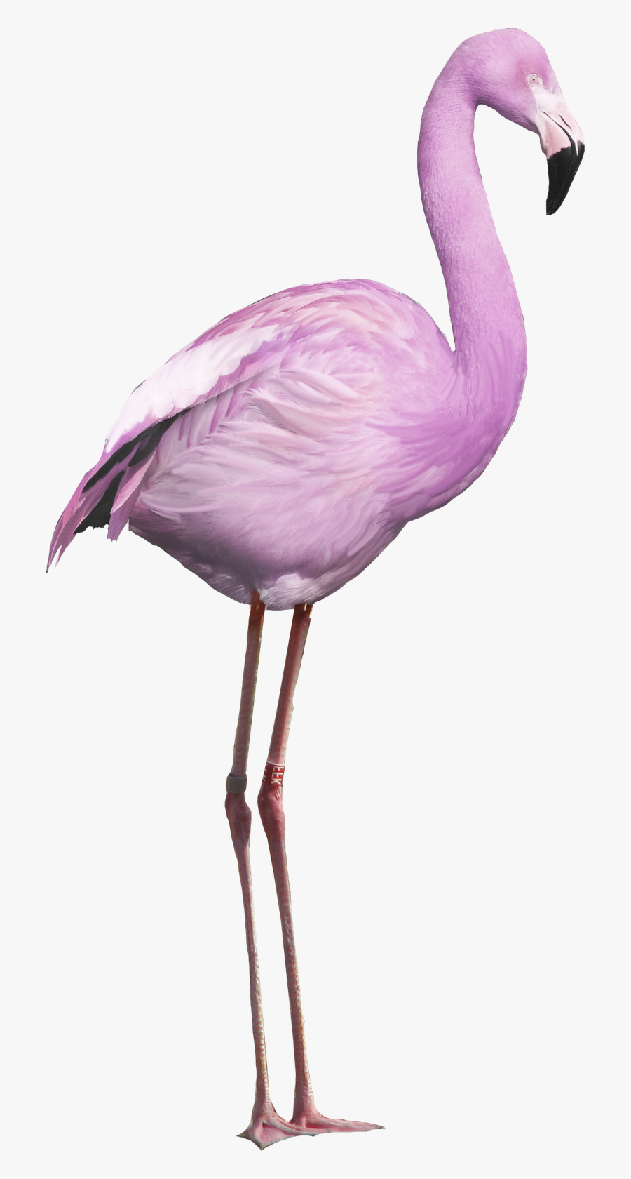 Greater Flamingo - Purple Flamingo Clipart, Transparent Clipart