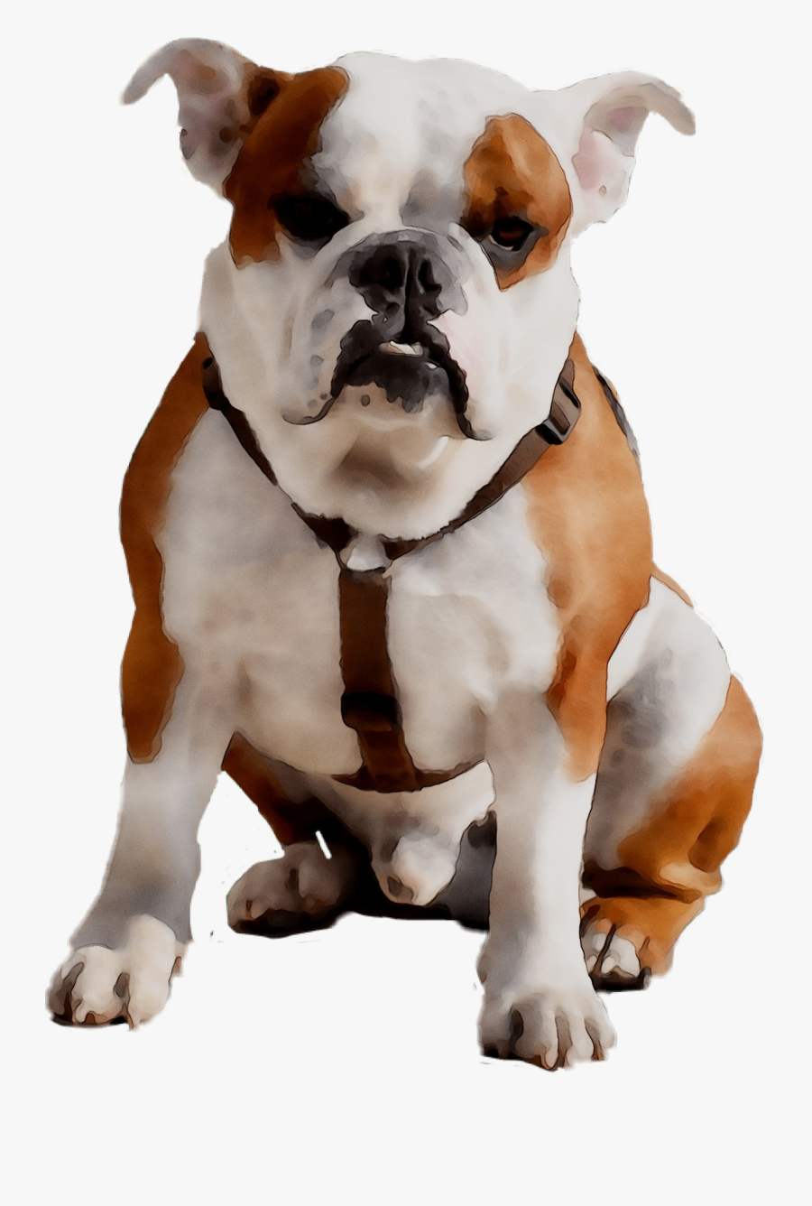 Old English Bulldog Olde English Bulldogge American - Boxer, Transparent Clipart