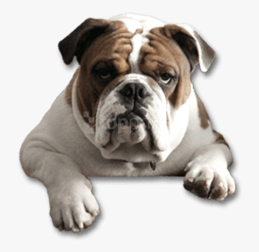 Breed,canidae,old English Bulldog,bulldog,british Bulldogs,white - Transparent Background Bulldog Png, Transparent Clipart