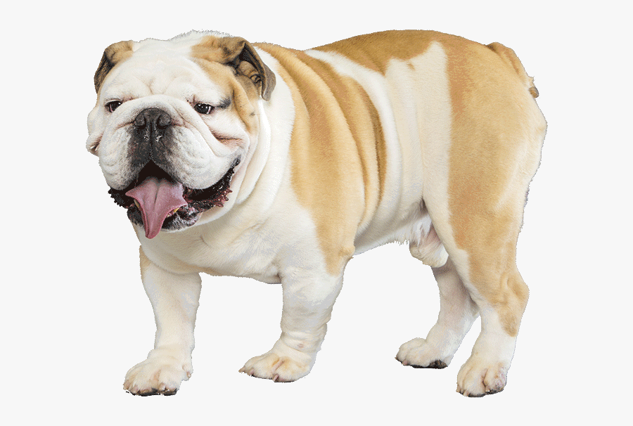 Bulldog Png Transparent Images - Transparent Background Bulldog Transparent, Transparent Clipart